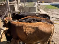 بقرة, الماشية — الصورة 3