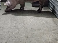 Eber, Schweine — Foto 1