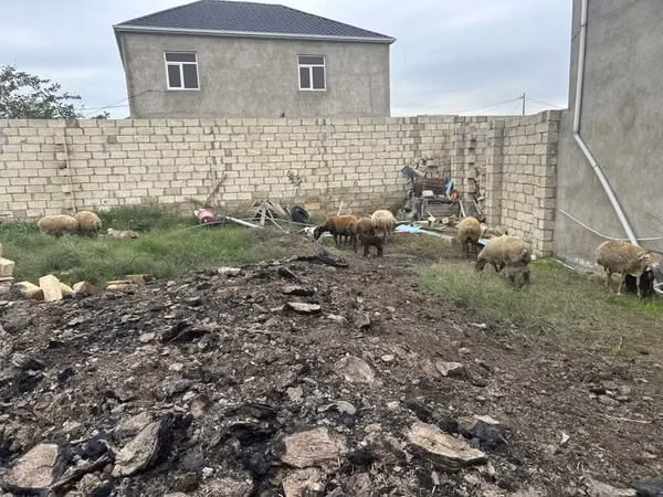 母羊, Sheep