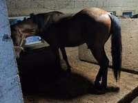 Hengst, Arabian horse — Foto 1