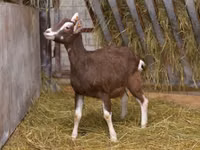 Dişi keçi, Toggenburg goat — foto 2