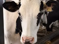 Kuh, Holstein-Rasse — Foto 3
