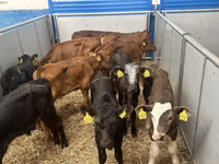 Cattle (batch, sex not specified), Simmental cattle — photo 3