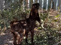 عنزة, Kamori goats — الصورة 3