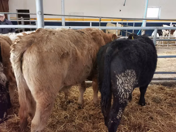 Buqa, Simmental cattle