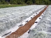 Material protector pentru plante decorative — foto 1