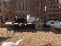 Capră, Nubian Goat — foto 3