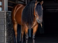 公马, Quarter Horse — 照片 2