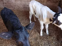 Vaca, Vaca Limousin — foto 6