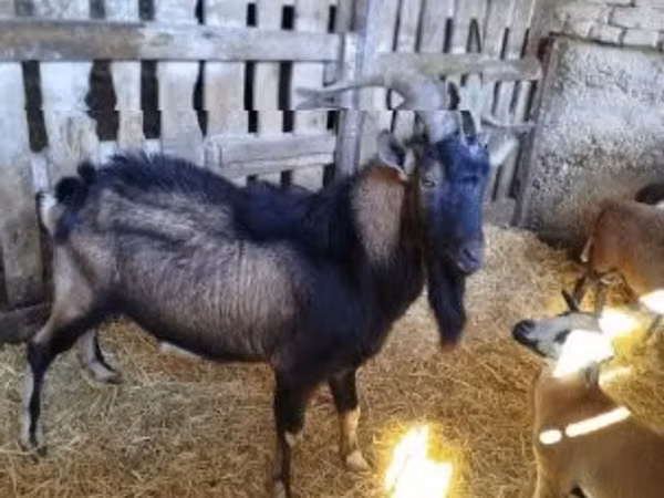 Ziegenbock, Italian Alpine goat