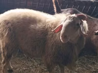 Berbec, Assaf sheep — foto 3