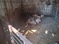 Ana donuz, Donuzlar — foto 5