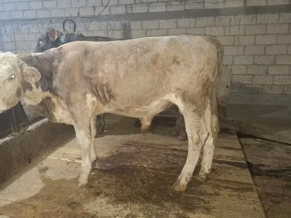 Touro, Simmental cattle