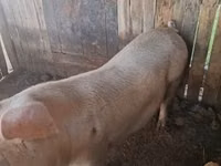 Scroafă, Porci — foto 1