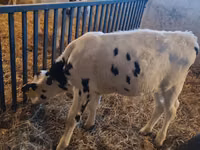 Bulle, Russian Black pied cattle — Foto 4