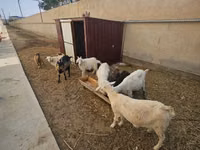 Cabra, Cabras — foto 3