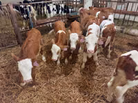 Buqa, Simmental cattle — 4-rasm