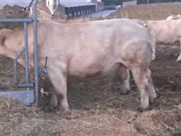 ثور, Charolais cattle — الصورة 1