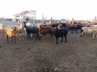 मेढ़ा, Edilbay sheep — फ़ोटो 2