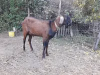Țap, Nubian Goat — foto 2