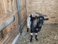 Boucs, Dutch Landrace goats — photo 1