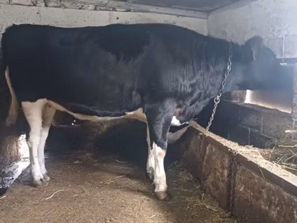 Vacă, Russian Black pied cattle