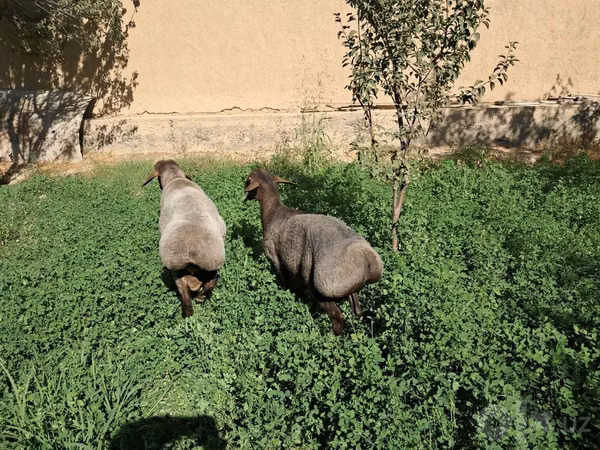 كبش, الأغنام
