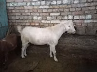 Țap, Capre — foto 1