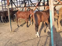 公马, Horses — 照片 5