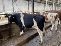 Vacă, Russian Black pied cattle — foto 4