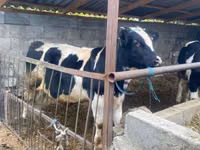 ثور, Russian Black pied cattle — الصورة 3
