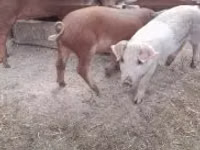 Boar — photo 2