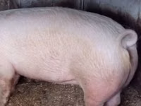 Schweine (Partie, Geschlecht nicht angegeben), Schweine — Foto 5