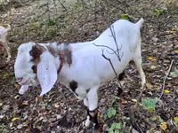 Ziegenbock, Nubian Goat — Foto 1
