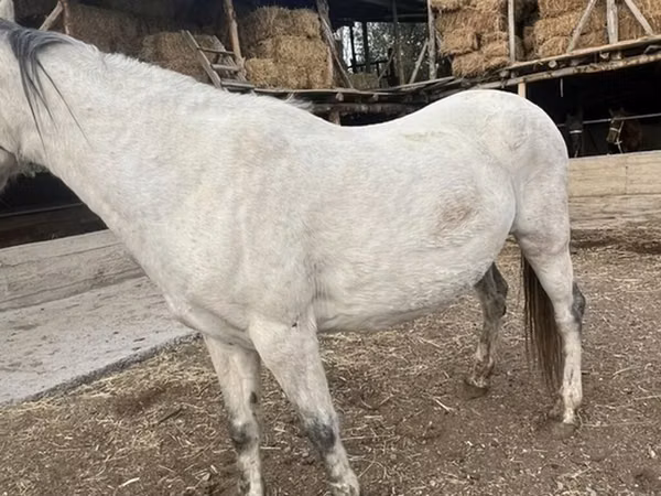 घोड़ी, Tersk horse