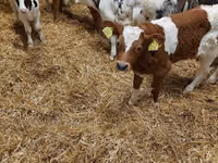أبقار (دفعة، الجنس غير محدد), Simmental cattle — الصورة 5
