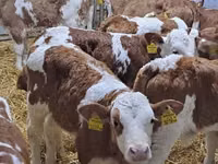 Bovine (lot, sex nespecificat), Simmental cattle — foto 1