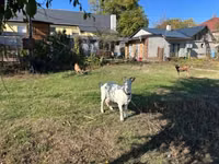 Capră, Saanen goat — foto 5