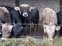 Toro, Raza Alatau — foto 3