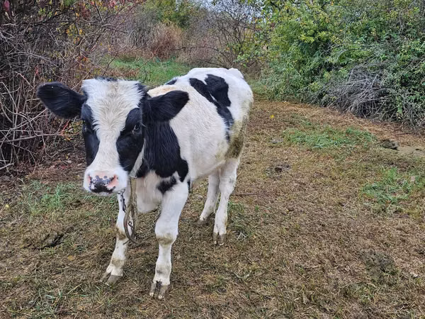 Bulle, Russian Black pied cattle
