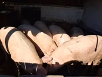 Sow, Pigs — photo 1