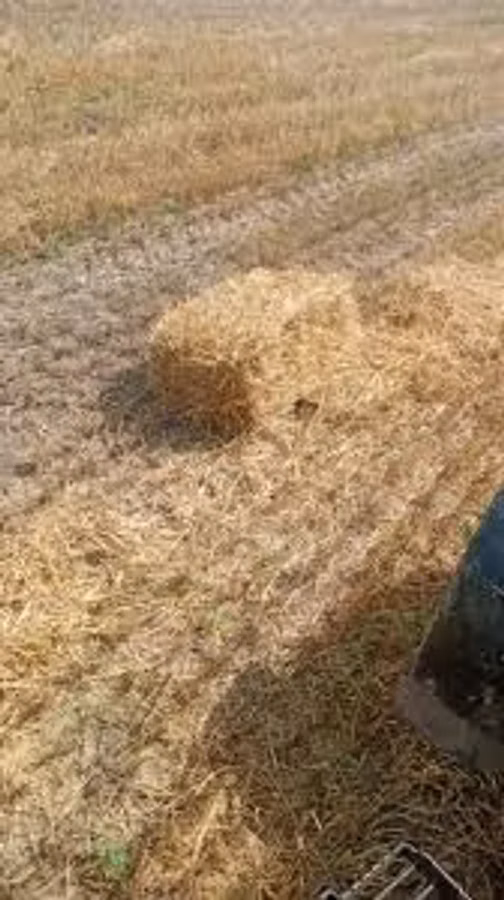 Să vinde paie de orz și valuri de fîn