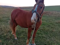 母马, Horses — 照片 3
