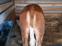 Vache, Race grise hongroise — photo 2