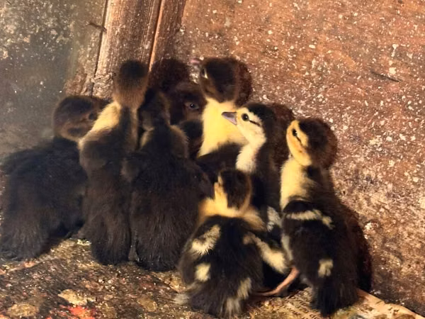 Ducks