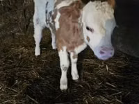 Bull, Simmental cattle — photo 1