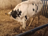 Taureau, Russian Black pied cattle — photo 4