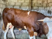 Bulle, Simmental cattle — Foto 5