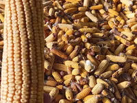 Кукуруза 🌽🌽🌽 — Foto 2