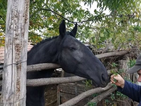 Stute, Nonius horse